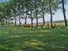 dorffest07_4