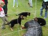 Welpentreff_2007_05