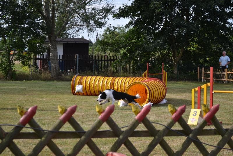 bei den britischen Hütehunden in Gotha