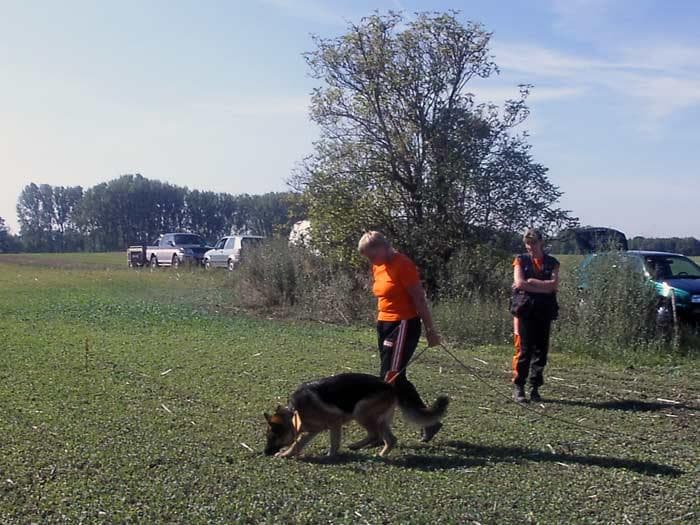 Deutscher Schäferhund bei der konzentrierten Fährtenarbeit